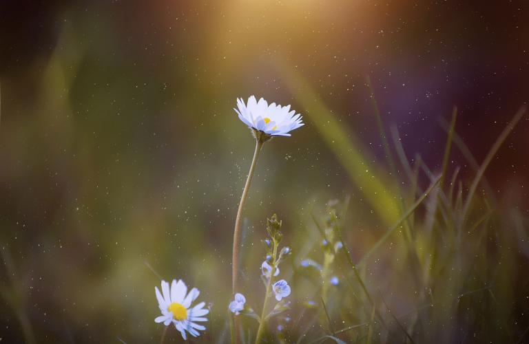 Lorem ipsum dolor sit amet